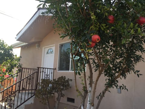 Fruit tree in the front yard