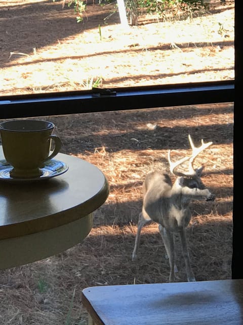 Coffee and deer anyone?
