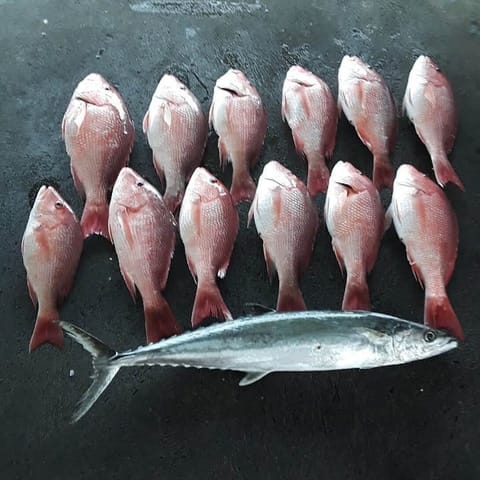 GOT FISH?? GO FISHING!!