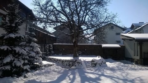 walnut tree in the garden in winter sun