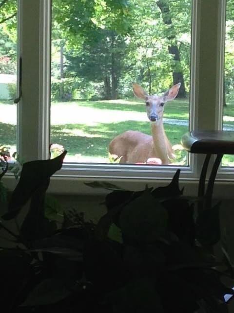 It seems we have a 'peeping doe'