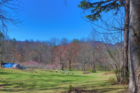 The Reagan House Mountain from East Side of Property