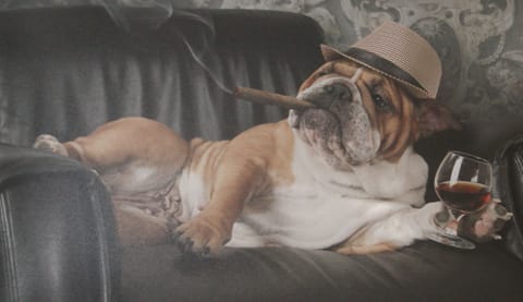 Pet-friendly