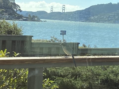 Do you watch birds? You wont be disappointed.