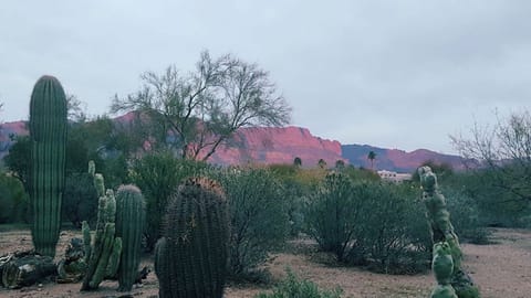 Our Front yard