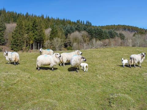 Local scene on the Hafod Estate | The Glen, Pontrhydygroes, Devils Bridge