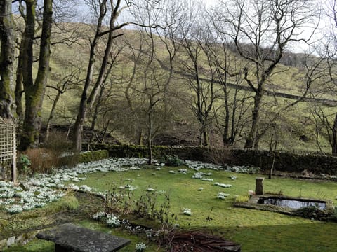 Snowdrops in the garden | Angram Farmhouse, Halton Gill near Litton