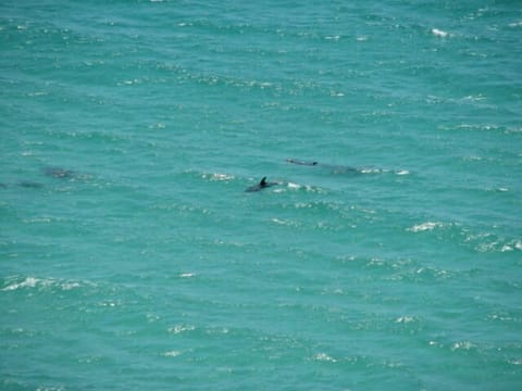 View of dolphins from the balcony.