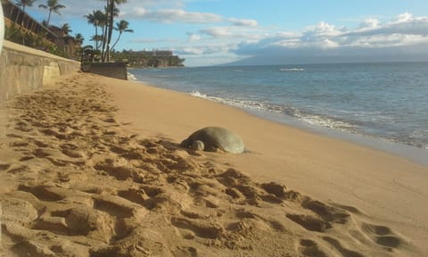 One of our resident turtles resting on our beach