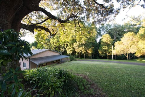 100's year old Teak tree in foreground 