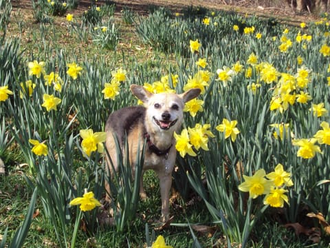 It's a lot better at The Cottage than in these flowers....