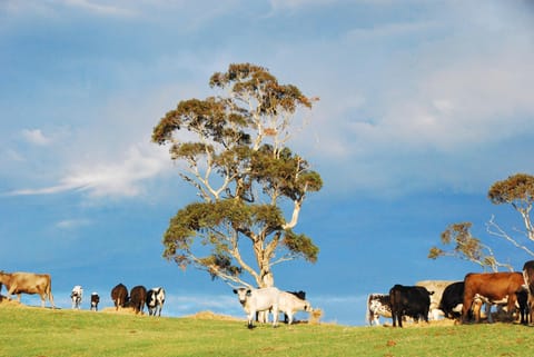 Cattle grazing