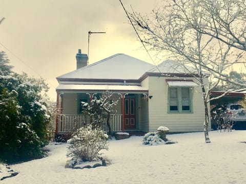Grevillea in the snow