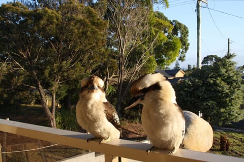 Friendly Kookaburras on the deck