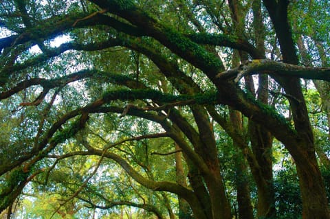 Stroll through the Oak Grove where a 300 year-old Live Oak still stands.