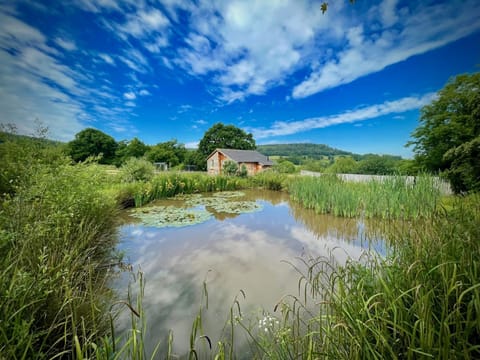 Blackdown Views Wildlife Pond