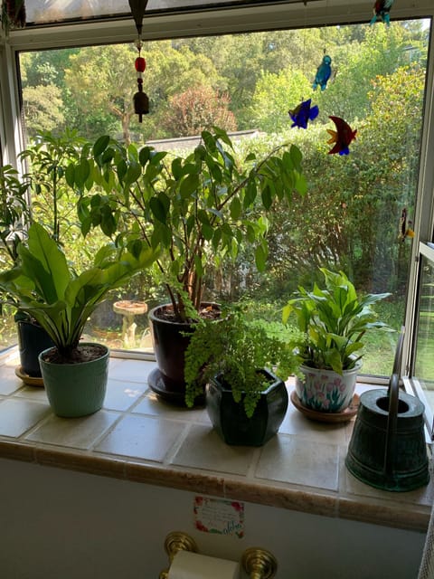 Master bathroom window garden