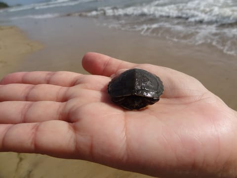 Turtles hatch during the year and if you are lucky, you see them on the beach