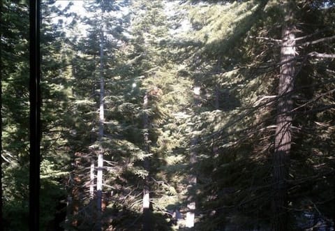 Forest View from Living Room