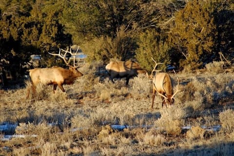 .These are some of your friendly visitors to the Grand Canyon home,