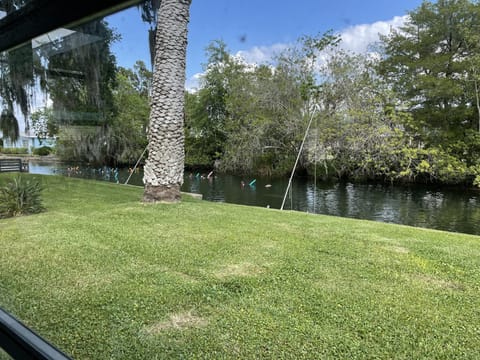 Stay with us and swim with manatees in our back yard!