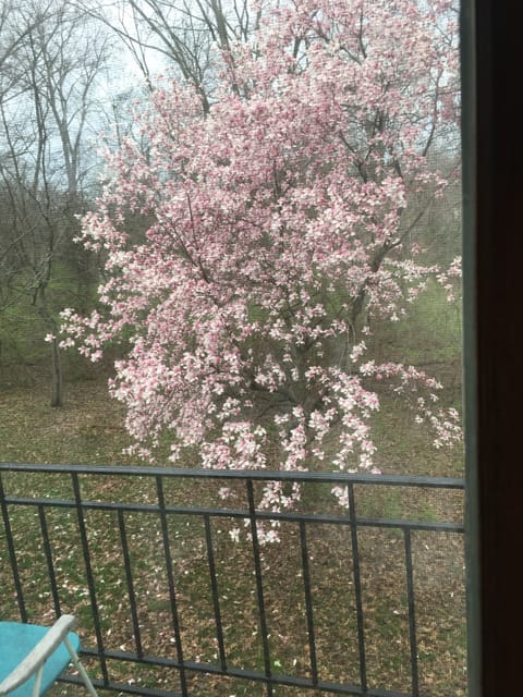 Many floral trees and bulbs are in full bloom in the Spring..