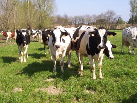 GET YOU MILK-EGGS-CHEESE -BUTTER etc directly from farm outside our village!!