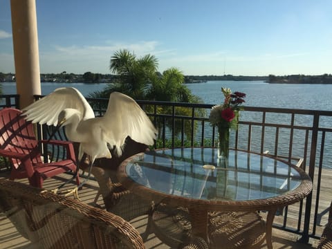 Second floor balcony with a local stopping by.
