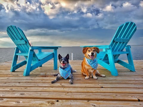 Pup friendly pier!