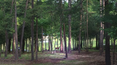 You can see deer roam the secluded 3-acre property from the porch, deck and dock