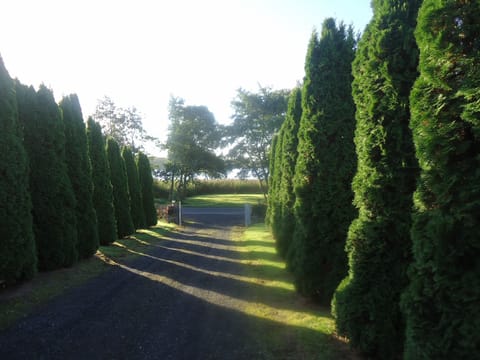 Driveway up to the House