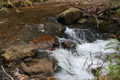 Rushing stream below the cabin borders  National Forest.  No neighbors in sight!