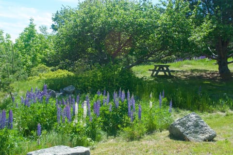 Spring lupine by the garden