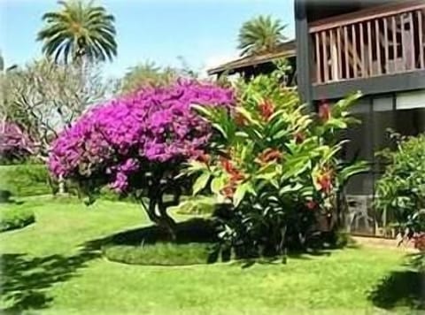 Back yard off Screened Lanai and Golf Course