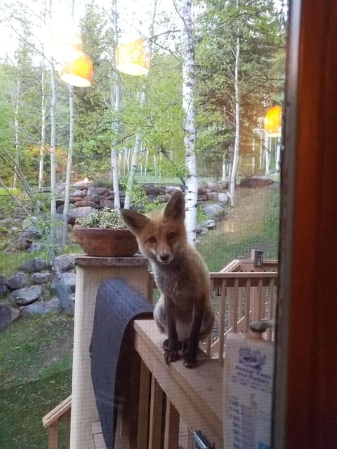 What does the Fox say?
What's for dinner?  Please never feed our wild animals :)