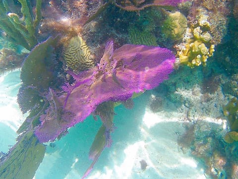 Snorkeling 50 feet from the property (photo Aug 2, 2019)