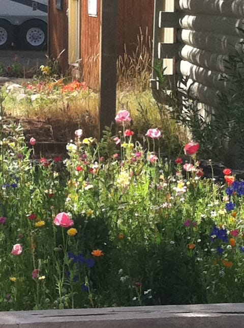 Wild flower garden next to the Cabin!