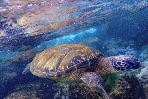 Black Rock, Kaanapali -- 45 mins away