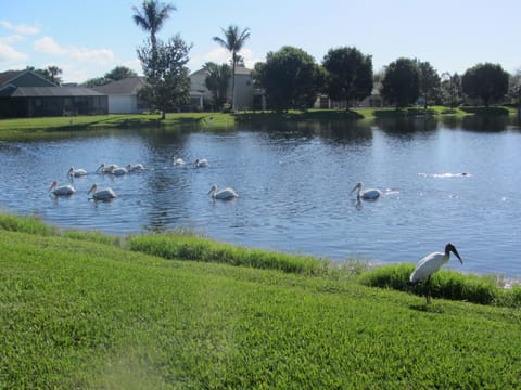 White pelicans and woodstork.