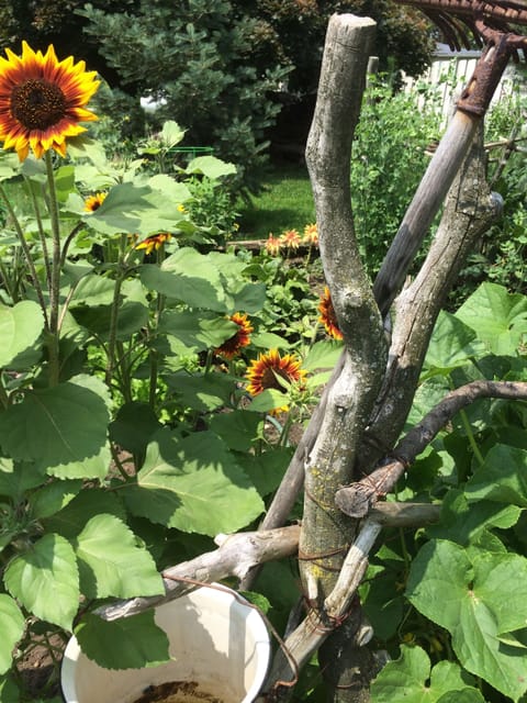 Lots of flowers to enjoy and of course, our favorite Happy Flower Sunflowers.
