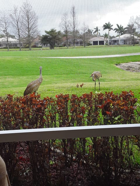 Lanai view of sandhill cranes with little ones