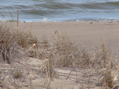 The Beach