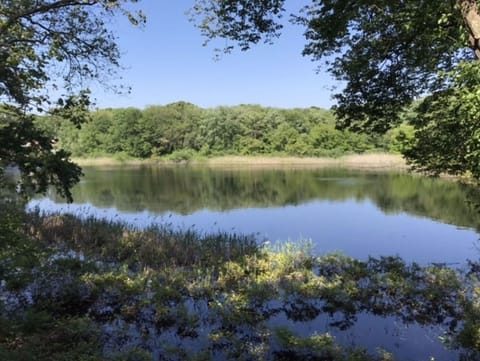 View from deck and back windows!  Nature Pond.  Wildlife abounds!