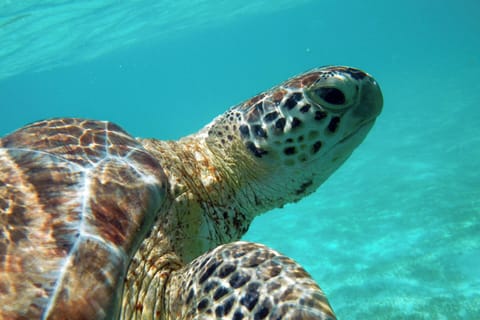 Snorkeling time!