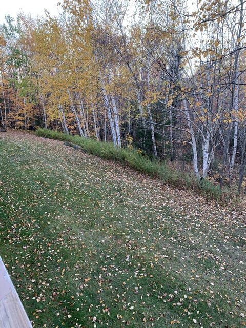 Backyard, great space for kids to play.  Access to yard from basement slider. 