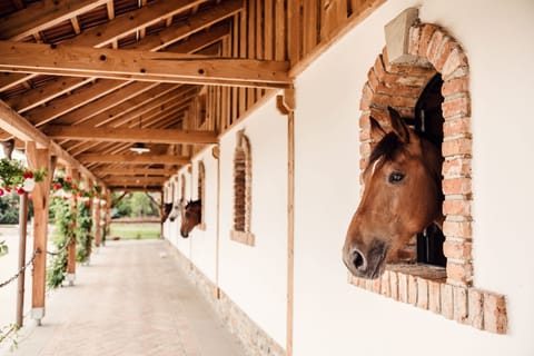 Horseback riding