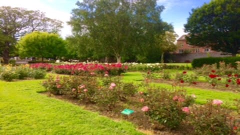 Another side of the Rose garden 