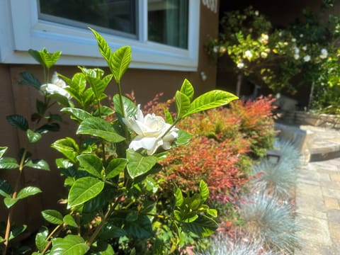 So Cal beach weather means beautiful blooms year-round