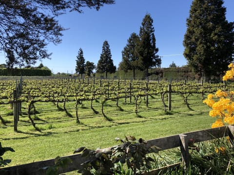 Our vineyard in the Spring
