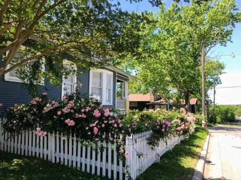 Spring time roses in bloom.